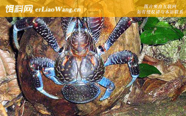 椰子蟹:分布范围