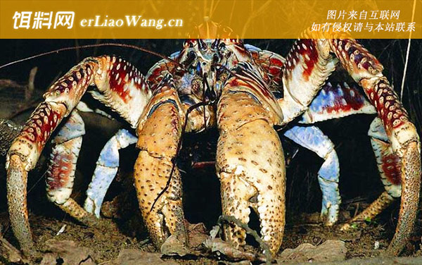 椰子蟹:生活习性