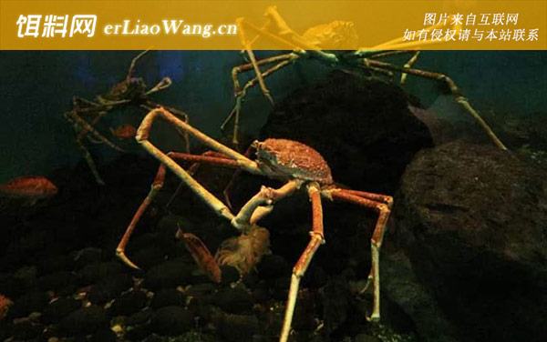 杀人蟹:分布范围