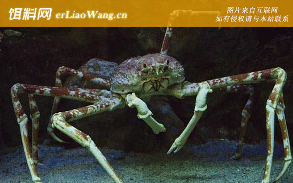 杀人蟹:生活习性