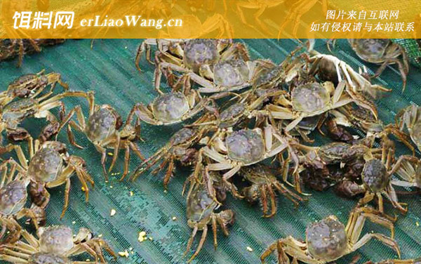 太湖蟹:所获荣誉