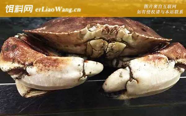 面包蟹:分布范围