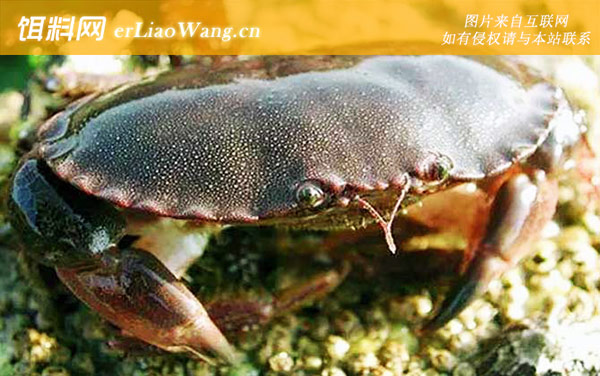 面包蟹:生活习性