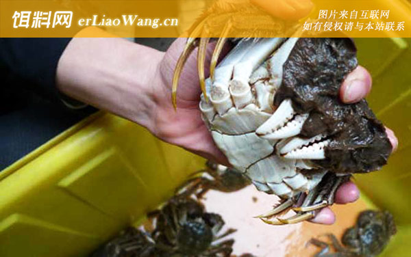 母蟹:禁食部位