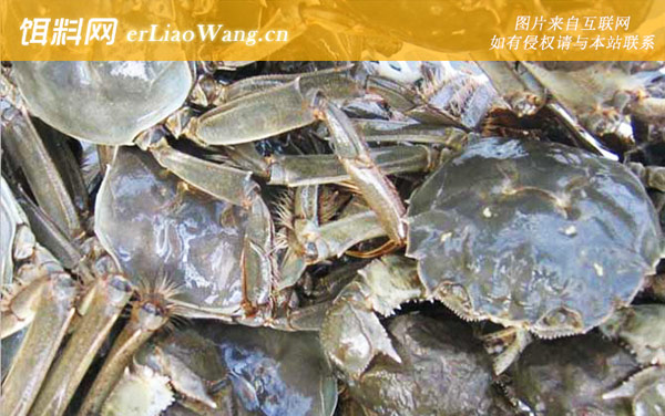 大闸蟹:注意事项