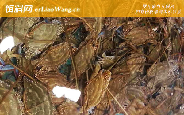 梭子蟹:生活习性