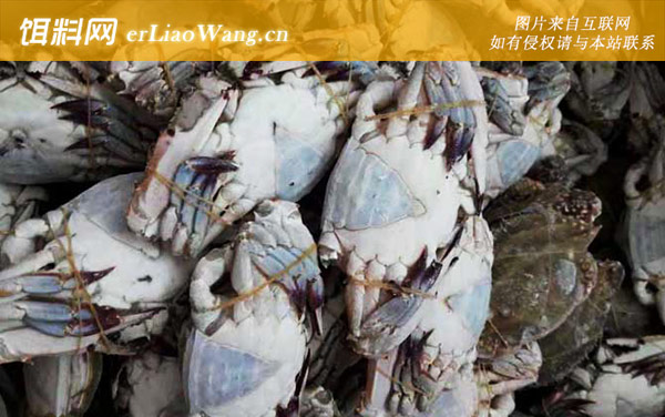 梭子蟹:常见种类