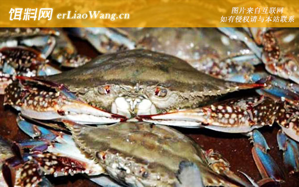 梭子蟹:常见种类