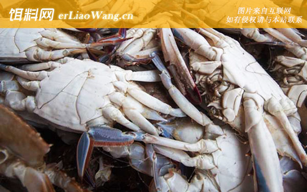 梭子蟹:注意事项