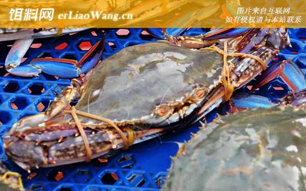 梭子蟹:禁食部位