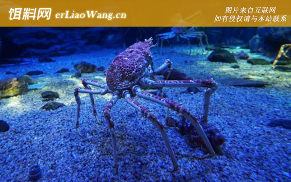 蜘蛛蟹:产地分布