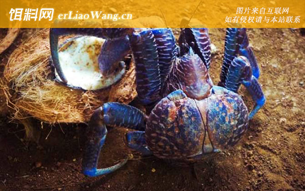 椰子蟹:生活习性