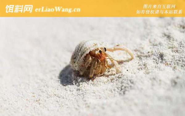 寄居蟹:常见种类