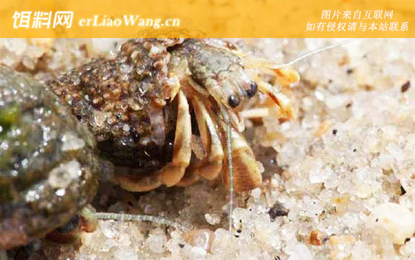 寄居蟹:食物习性