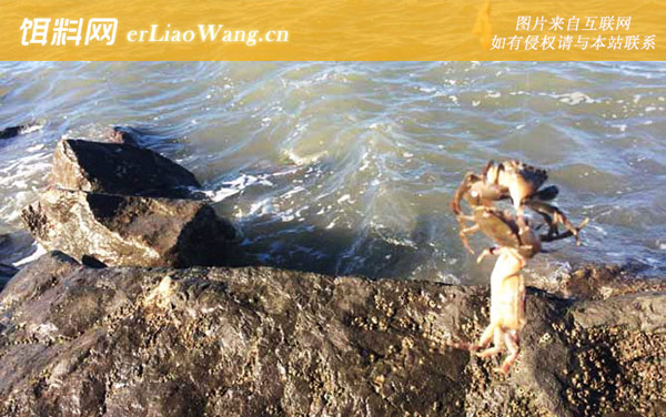 钓螃蟹的最快方法及注意事项-钓法技巧