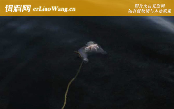 用什么钓螃蟹最快-注意事项