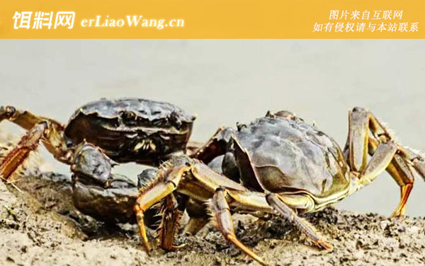 螃蟹:饵料选用