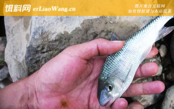 多鳞白甲鱼:分布范围