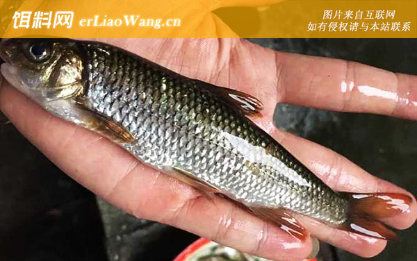 多鳞白甲鱼:生活习性