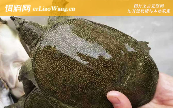 中华鳖:分布范围