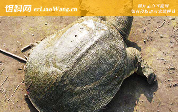 中华鳖:生活习性