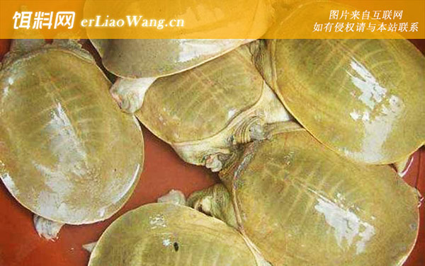 黄沙鳖:分布范围