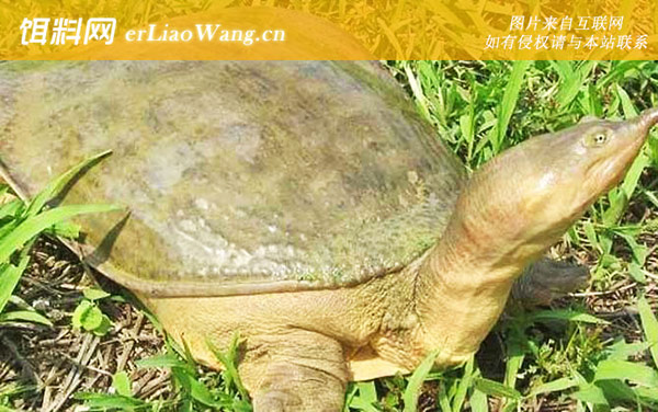 黄沙鳖:生活习性