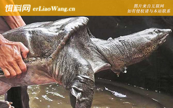 亚洲鳖:分布范围