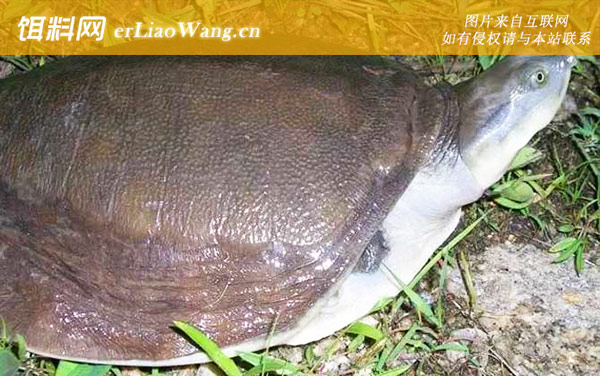 亚洲鳖:生活习性