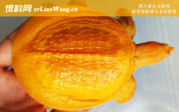 黄金鳖:分布范围