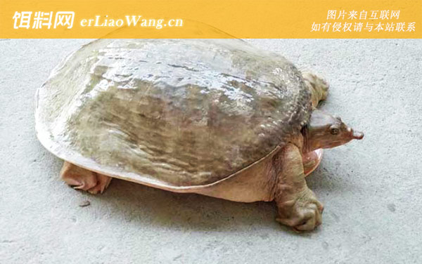 山瑞鳖是什么动物-分布范围