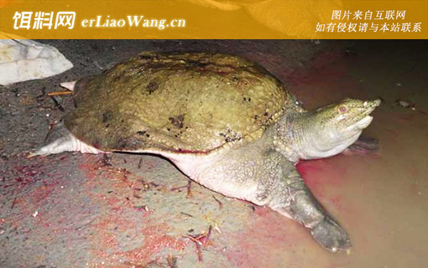 山瑞鳖:生活习性