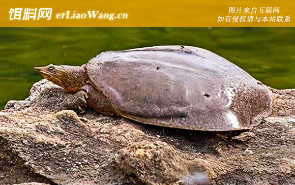 珍珠鳖:生活习性