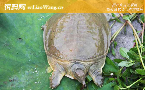 甲鱼养殖技术及注意事项-水质管理