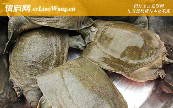 丁马甲鱼:保护范围