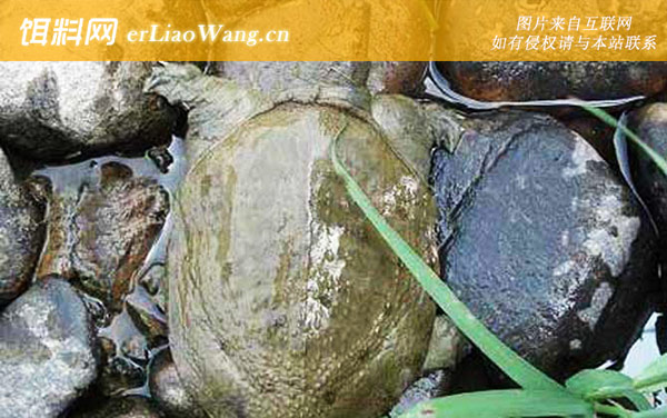 丁马甲鱼:所获荣誉