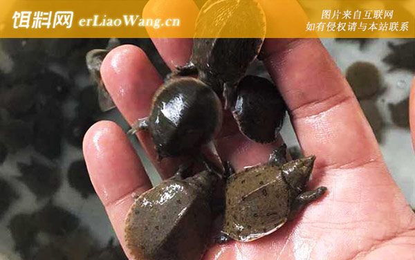 甲鱼苗:生活习性