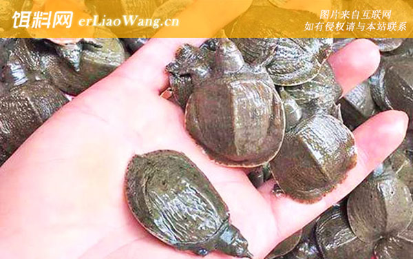 甲鱼苗:常见种类