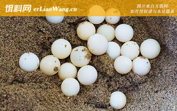 甲鱼蛋:湿度控制