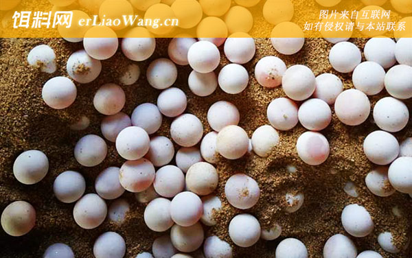 甲鱼蛋:通风透气