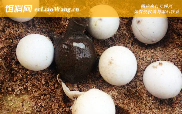 甲鱼蛋:稚鳖出壳