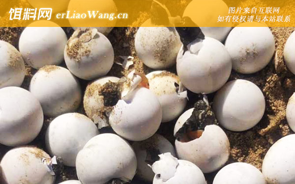 甲鱼蛋:注意事项