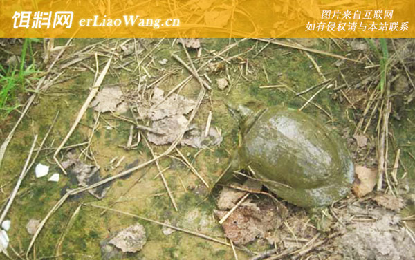 钓甲鱼:生活习性