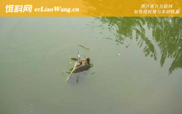 钓甲鱼:常用钓法