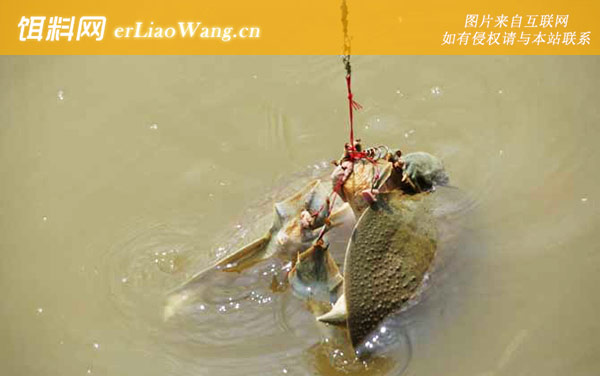 钓甲鱼:注意事项