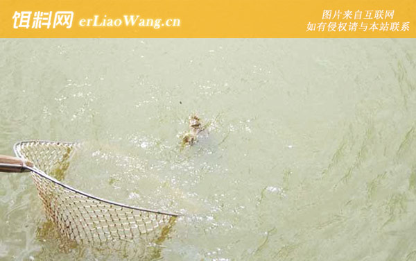 钓甲鱼:常用钓法