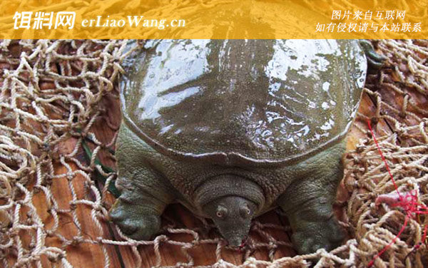 钓甲鱼:钓具搭配