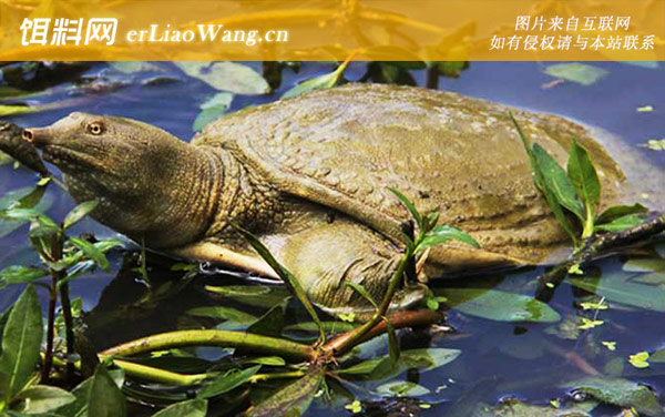 钓甲鱼:挂钩方法