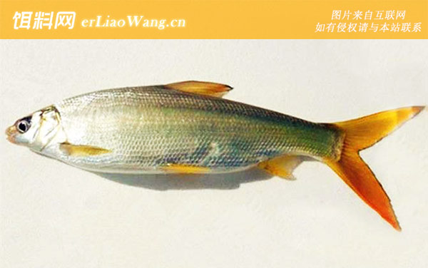 黄尾鱼:生活习性