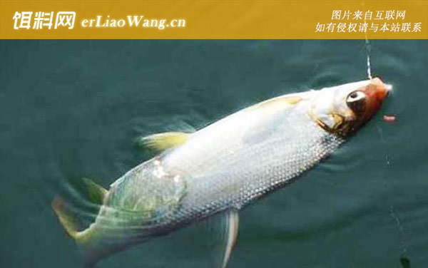 黄尾鱼:适应性强